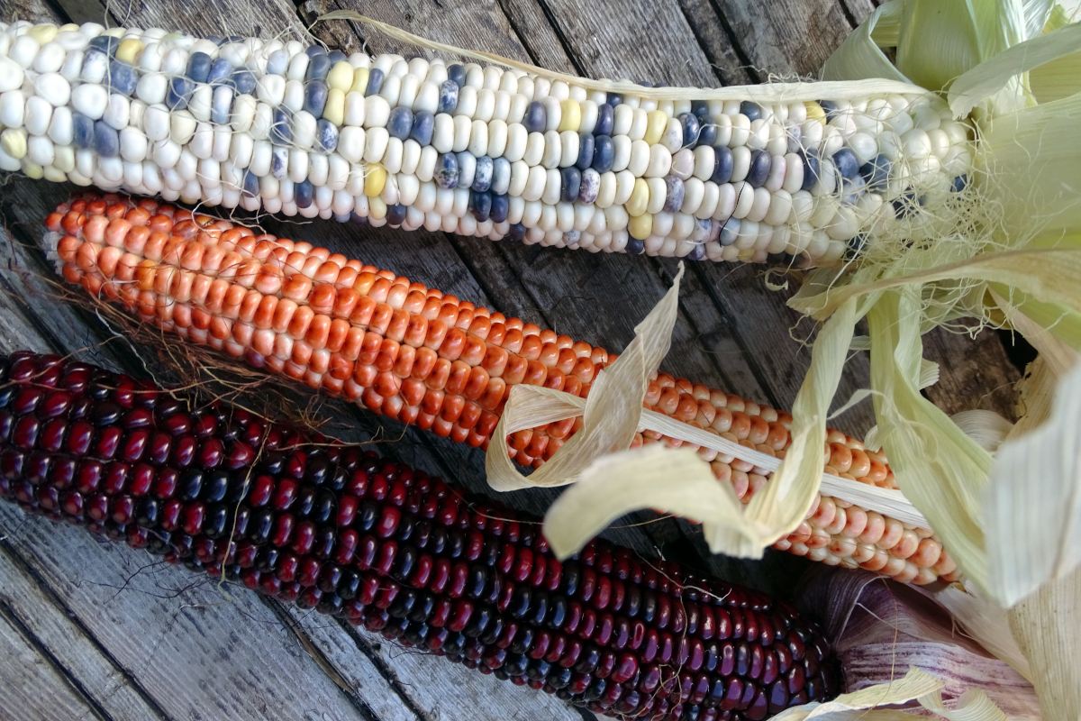 Hopi Traditional Corn